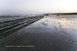 Image du Maroc Professionnelle de  À partir de 2004, la baie de Dakhla qui dispose de l’écosystème le plus adapté à l’élevage d’huîtres a connu l'installation de plusieurs projets ostréicoles productifs. Les premières fermes ostréicoles se sont installées en 2002 dans la région, devenue ces dernières années la plus productrice du pays avec 280 tonnes d’huîtres par an et un millier de personnes employées.  Mardi 21 Novembre 2006. (Photo / Abdeljalil Bounhar)


 